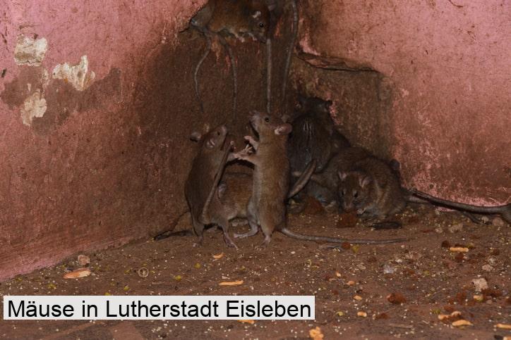 Mäuse in Lutherstadt Eisleben